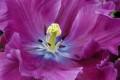 Nature closeup of a purple tulip kuekenhof gardens the netherlands